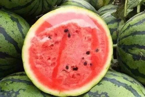 吃瓜还是看瓜有趣,趣味横生的瓜界风云