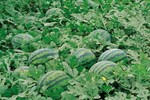 农村吃瓜基地视频,瓜果飘香，丰收景象