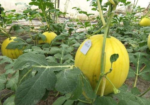 吃瓜年年有,娱乐圈风云录