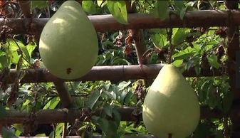 田园风吃瓜少女,闲适生活下的甜蜜时光