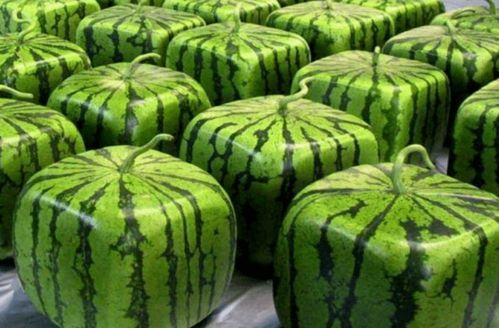 吃瓜人在哪下载,吃瓜人必备！一网打尽下载攻略