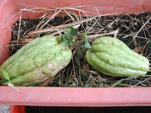 胃炎可以吃羊角瓜吗小孩,营养与健康的完美结合