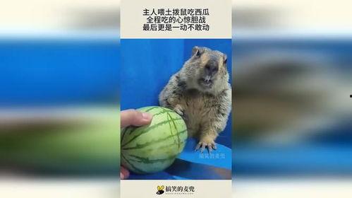 吃瓜的土拨鼠叫什么,揭秘网络热词背后的趣味与智慧