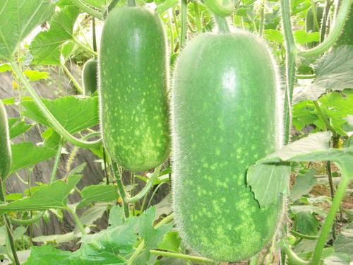 吃瓜会长脂肪吗图片,吃瓜也能长胖？揭秘瓜果热量与脂肪关系