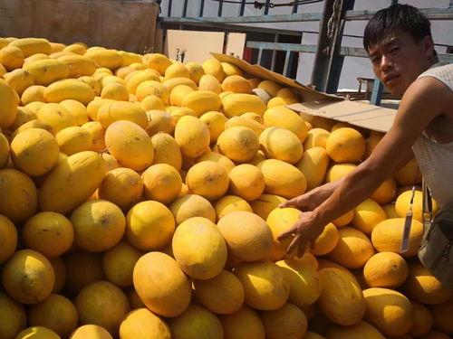额旗吃瓜,揭秘当地特色美食背后的故事