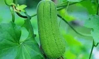 秋后吃瓜,探寻秋后吃瓜的乐趣与营养