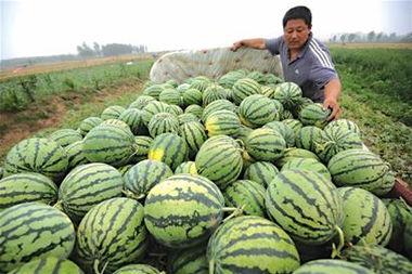 瓜农吃瓜不卖瓜,揭秘瓜农不卖瓜的奇妙现象