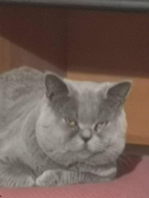 吃瓜羊,揭秘娱乐圈背后的那些事儿