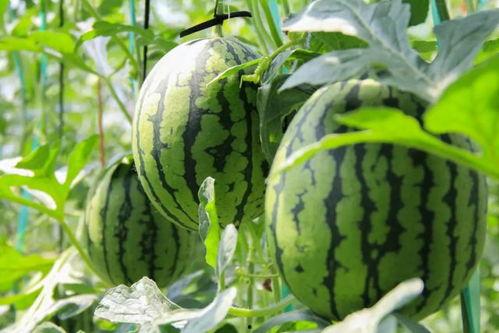 吃瓜中心吃最真的瓜