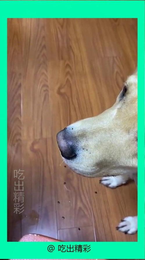 金牙犬吃瓜视频