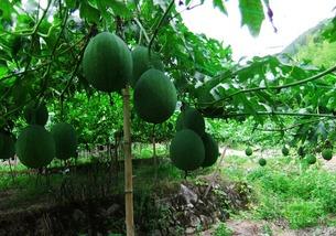 冻吊瓜怎么吃,解锁美味新体验