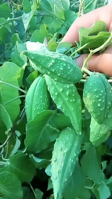 吃老瓜瓢,传统美食的传承与创新