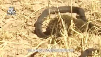 吃瓜群众刺猬,揭秘网络舆论场的独特视角