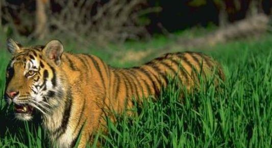 猛虎吃瓜视频全集,揭秘视频全集背后的惊心动魄